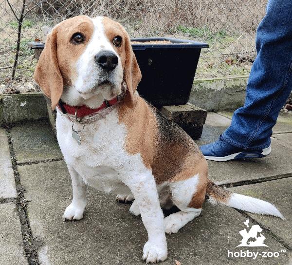 Beagle baietel cauta pereche