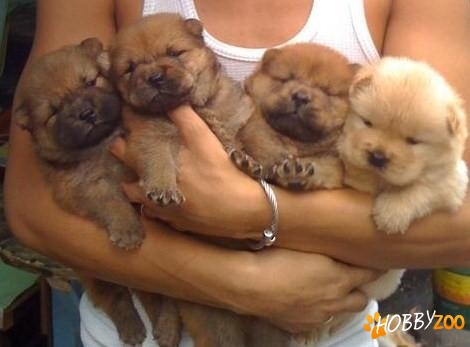 Chow-Chow de vanzare