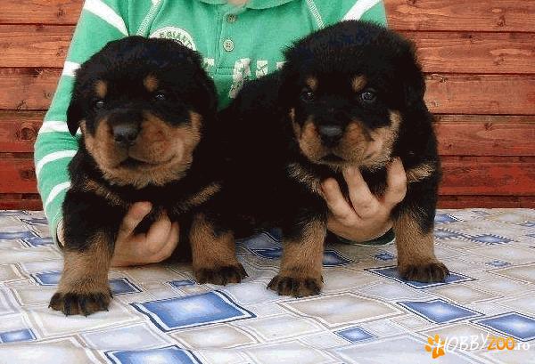 Vand catei rottweiler cu pedigree