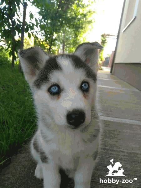 PUI HUSKY, femelă 7 săptămâni, vaccinat + carnet sănătate