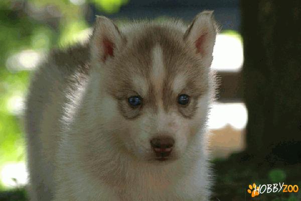 vand catei husky siberian