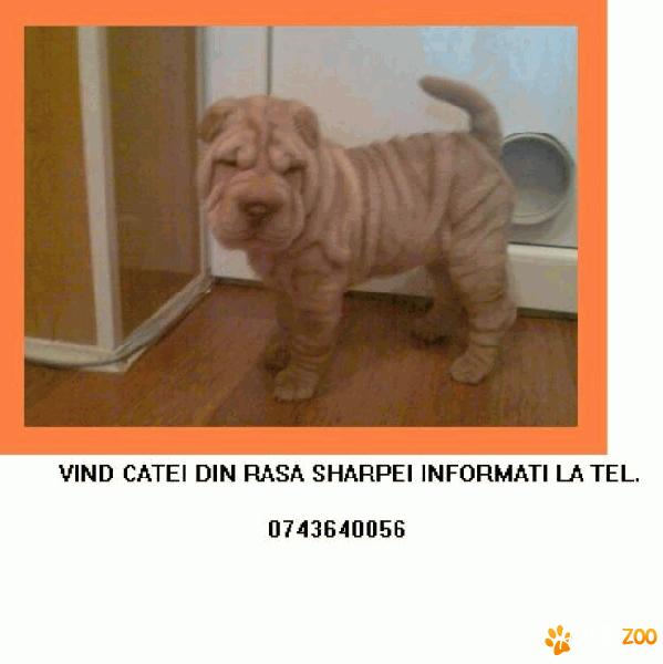 shar pei mascul 2 luni