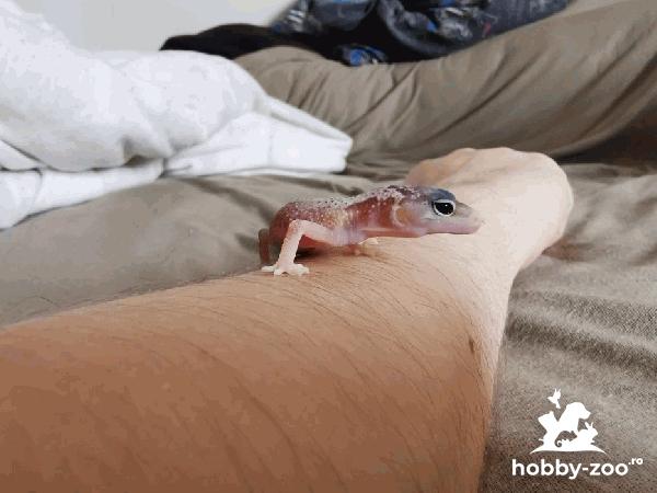 Șopârla Gecko leopard
