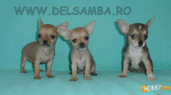 DE VANZARE PUI DE CHIHUAHUA, catei CHIWA