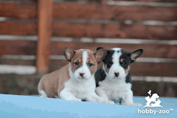 Basenji catelusi de vanzare