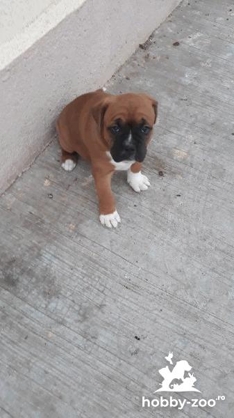 Vand pui femela boxer