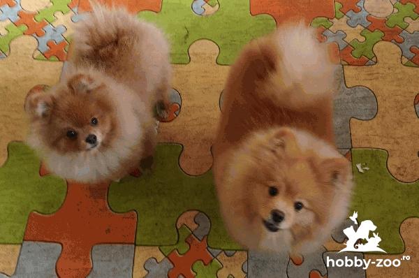  German Spitz-Pomeranian-puppies