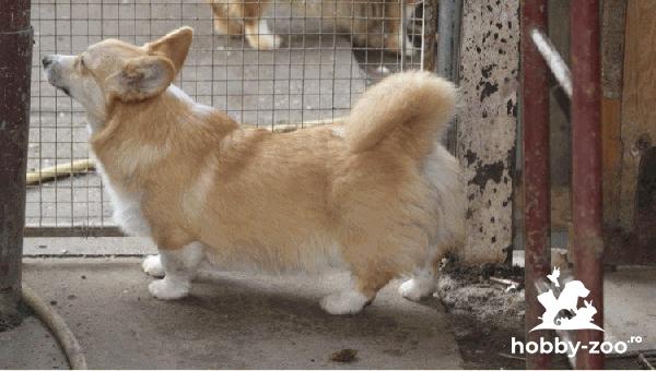 Welsh Corgi Pembroke căței