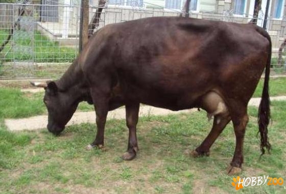 vaci Holstein cu lapte