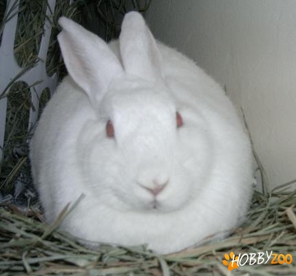 Iepuri Florida white rasa pura