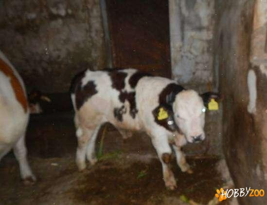 Vaca cu vitel judet Alba