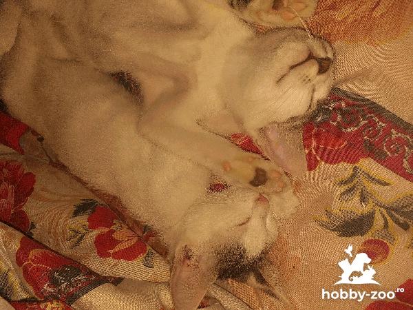 3 pisicuțe (femele) spre adopție 
