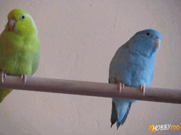 Vand Papagal Vrabie sau Micul Celest