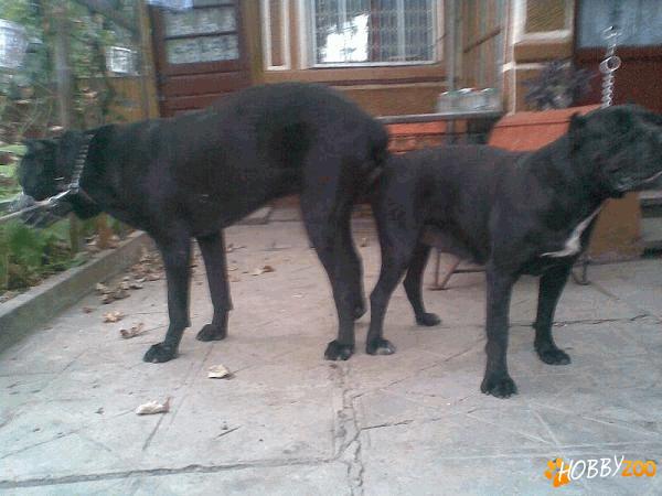 Vand Pui Cane Corso Talie Mare