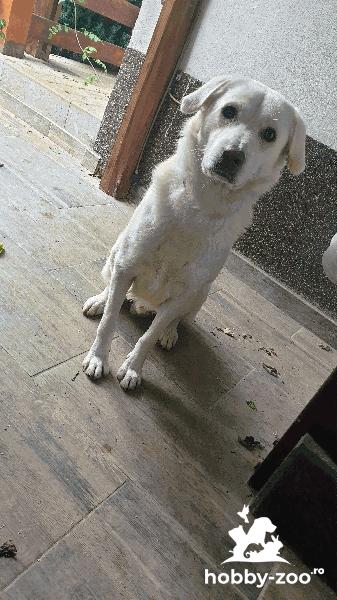 Labrador retriever pt monta