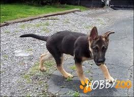 Pui Ciobanesti Germani