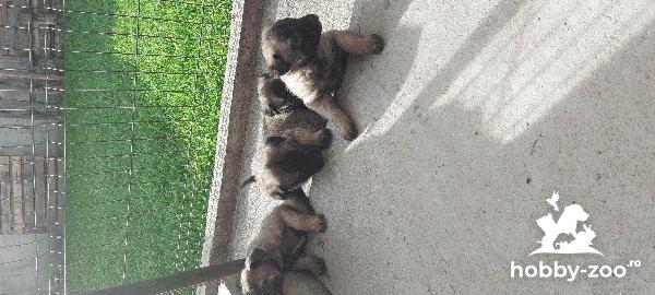 Catei ciobanesc belgian malinois