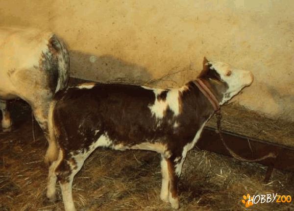 vaca baltata cu vitea belga