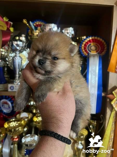 Pui Pomeranian de calitate superioară