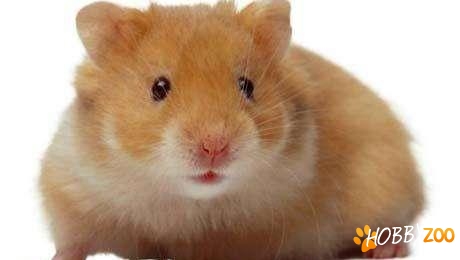 hamsteri sirieni ca in imagine