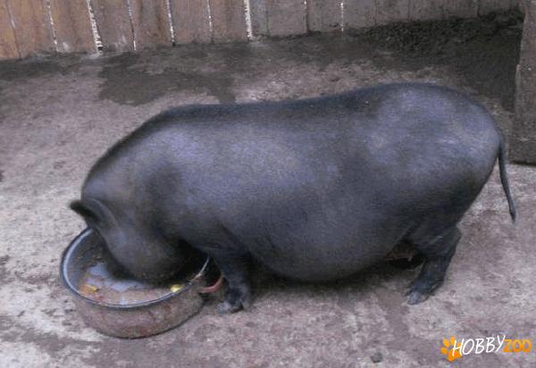 Vand porc vietnamez rasa pura