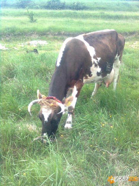 Vaca  buna de lapte