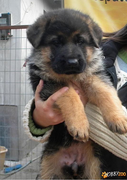 Ciobanesc German cu Pedigree