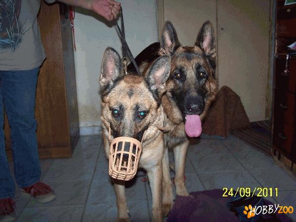   CANISA  DOG COSMINO