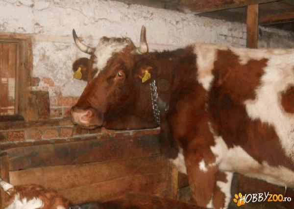 vaca  cu lapte gestanta