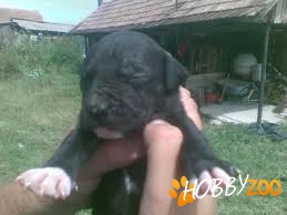 vand pui amstaff