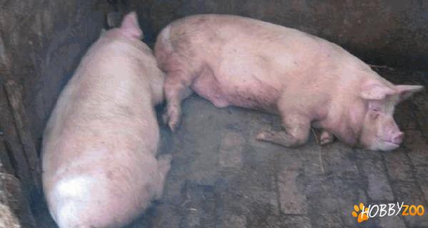 Porci de rasa Marele Alb