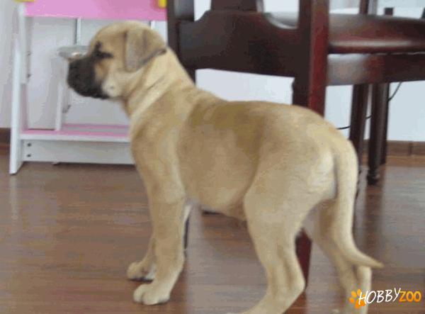 Vand femela bullmastiff 