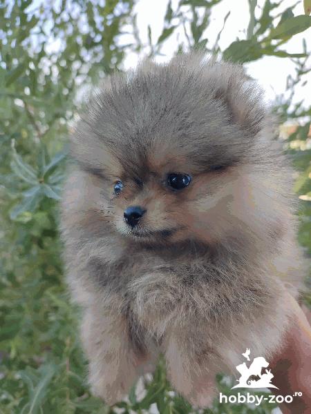 Pomeranian Boo cățeluși