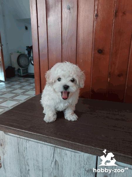 Bichon Maltez mini toy/ talie mica