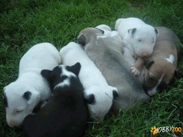 vand catei bullterrier