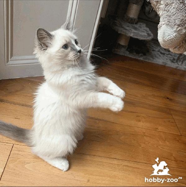 Pisicuță adorabilă pentru adopție