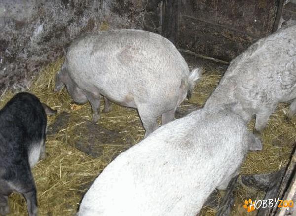 Vand porci mangalita