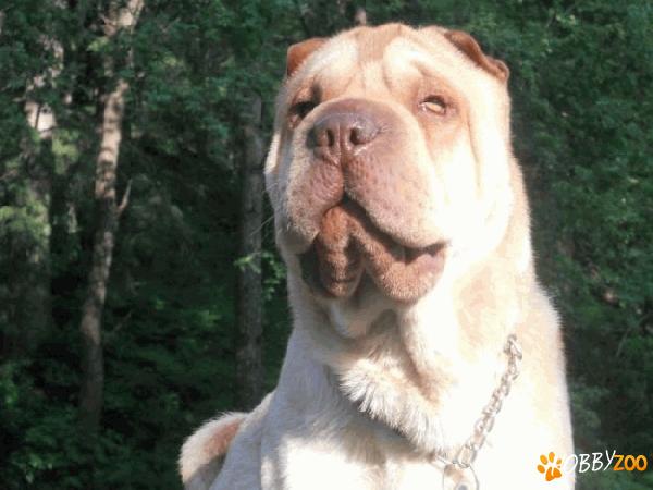 monta mascul  sharpei crem