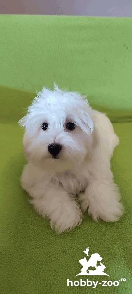 Malteză catelusi de vanzare