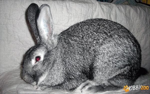 Iepuri Chinchilla American