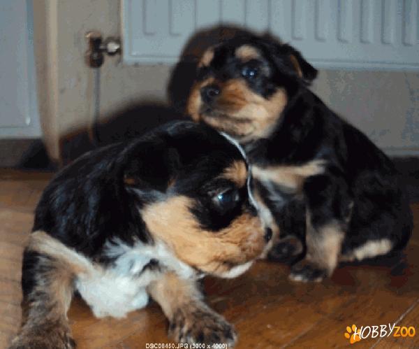 puisori superbi de yorkshire terrier