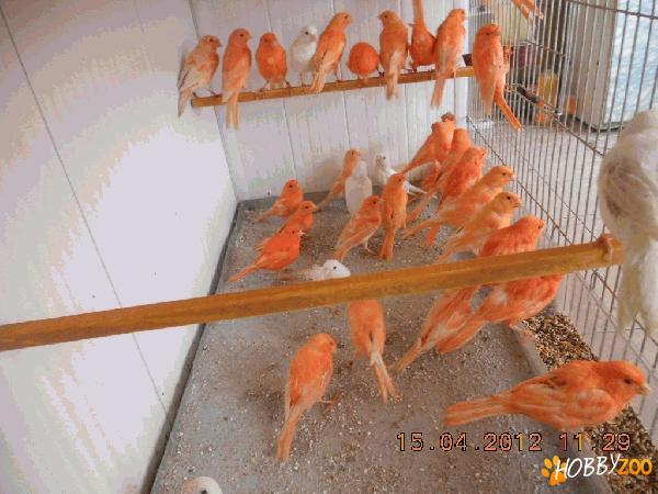 vand canari de culoare