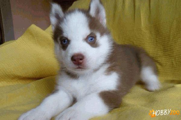 catei husky de calitate