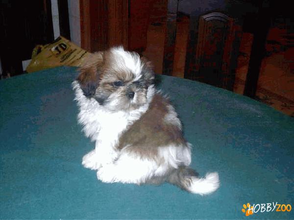shih tzu superbi galati