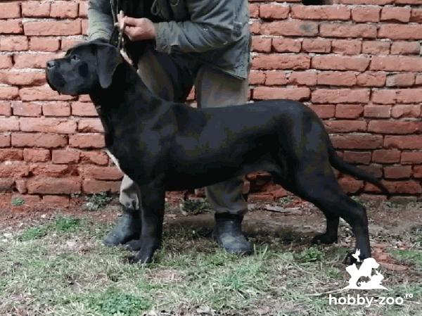 Cane Corso, femela 7luni+, pedigree, carnet sanatate. 