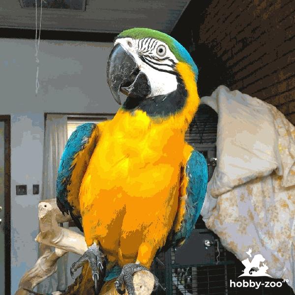 Adorabil papagal macaw auriu 