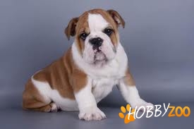 pui bulldog englez de vanzare