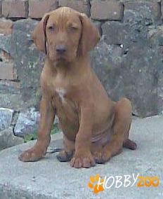 catel de vanatoare viszla