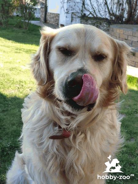 Mascul Golden Retriever pentru monta 7 ani