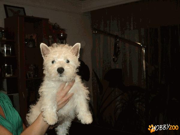 Vand pui mascul Westie